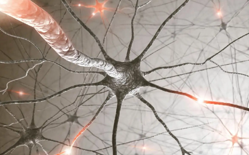 understanding neurons as brain cells