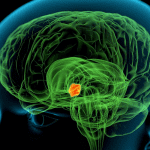 where hormones are produced