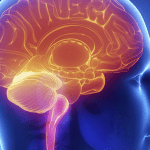 androgens affect brain beyond sexuality