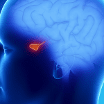 somatomedins role brain health