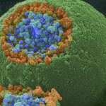 electrical synapses neuronal communication