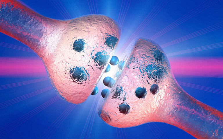 neurotransmitter reuptake mechanisms