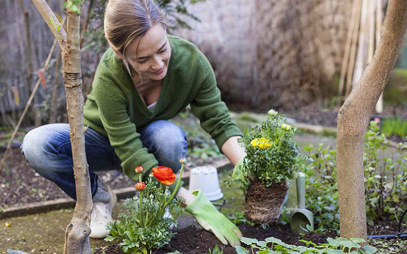 soil health cognitive function connection