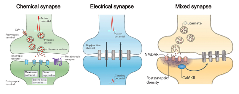 understanding electrical synapses