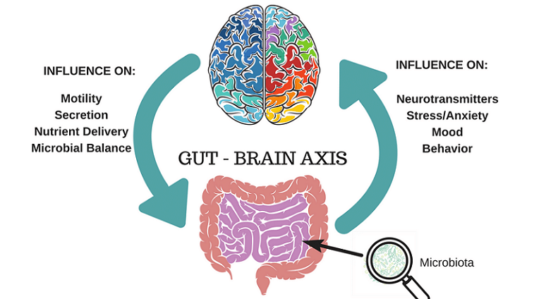 what is the gut-brain axis