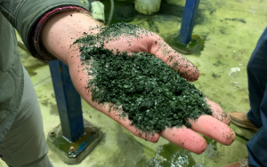 health benefits algae-based supplements