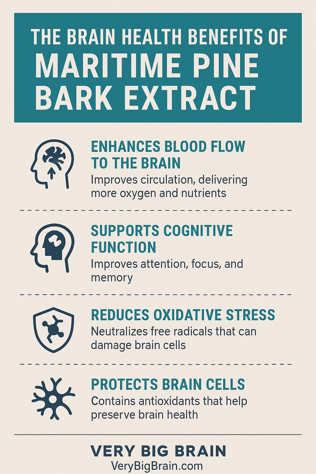 brain benefits of maritime pine bark extract infographic