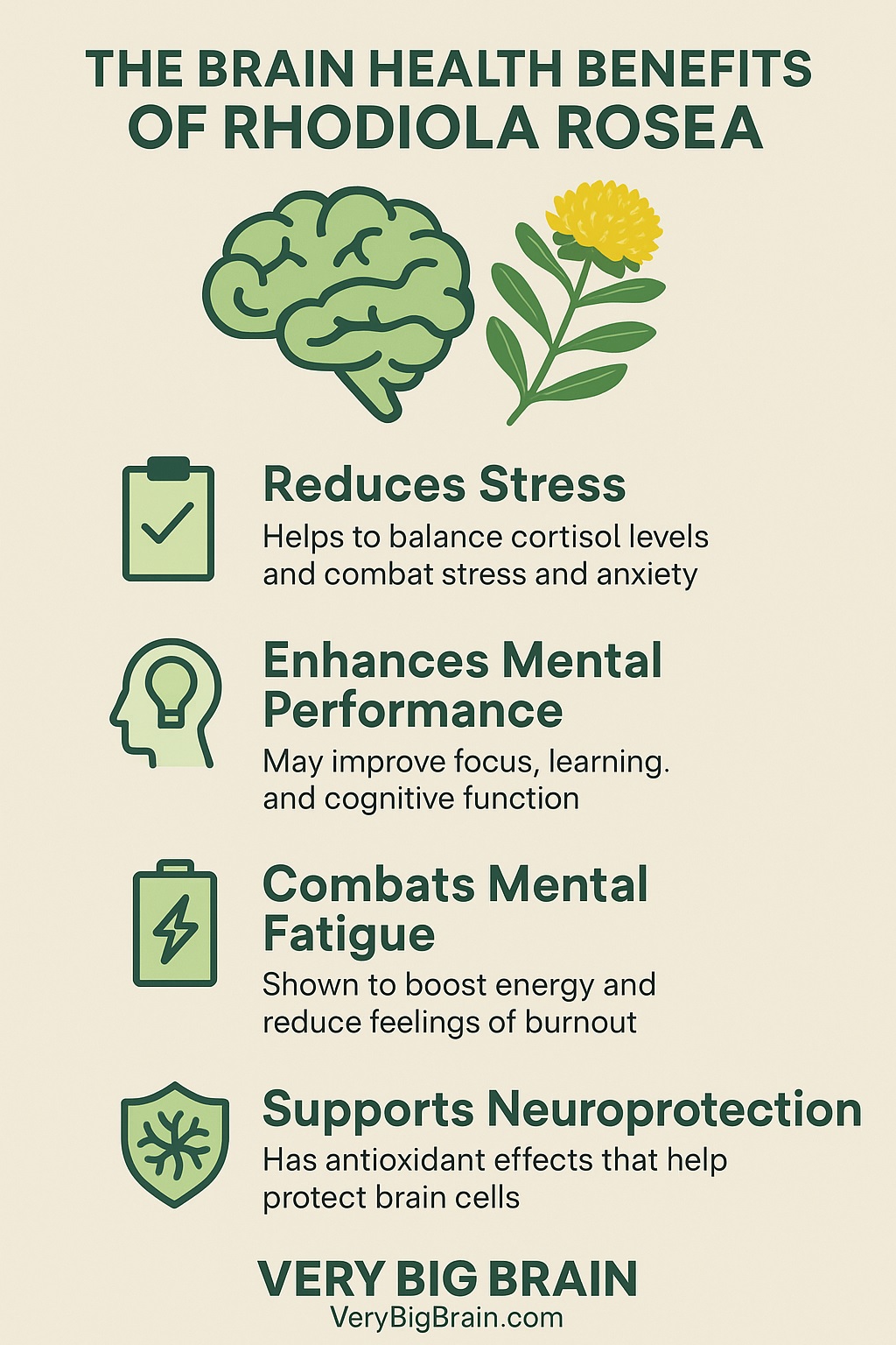 brain benefits of rhodiola rosea infographic