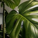 plants and greenery improve workspace performance