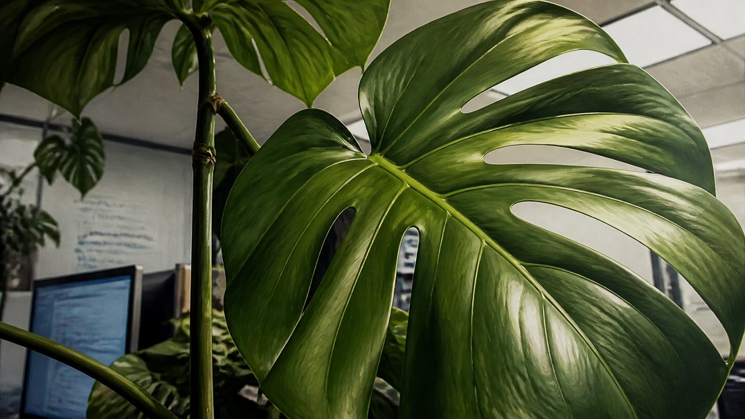 plants and greenery improve workspace performance