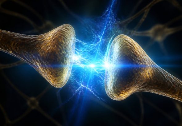 gut health brain function link